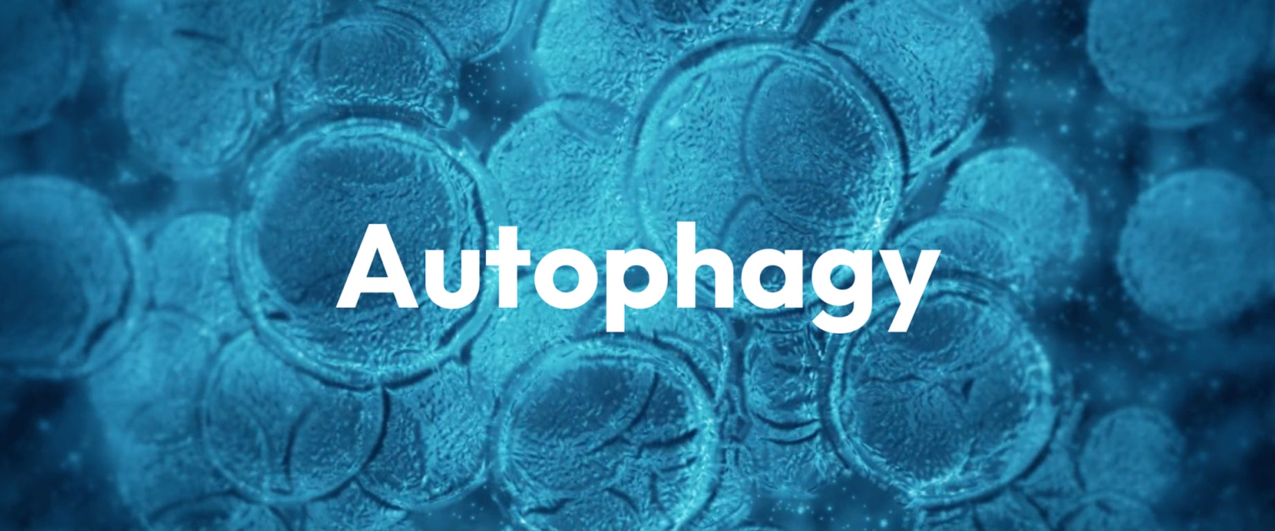 Autophagy is the Body’s Self-Cleansing Mechanism