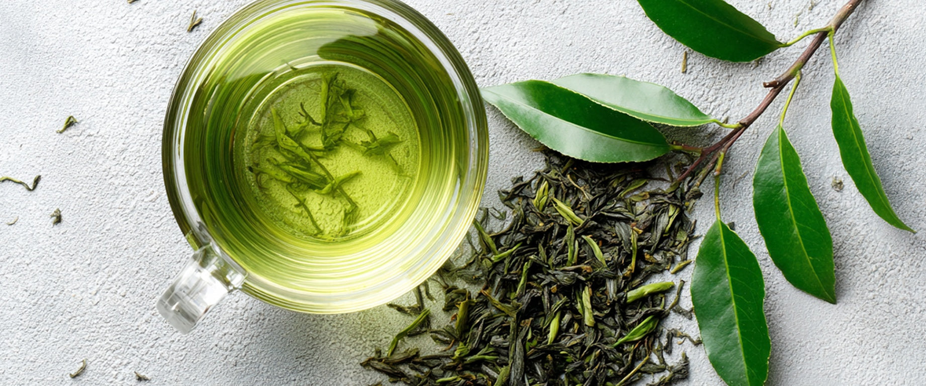A Softer Path to Weight Balance: Decaffeinated Green Tea Extract