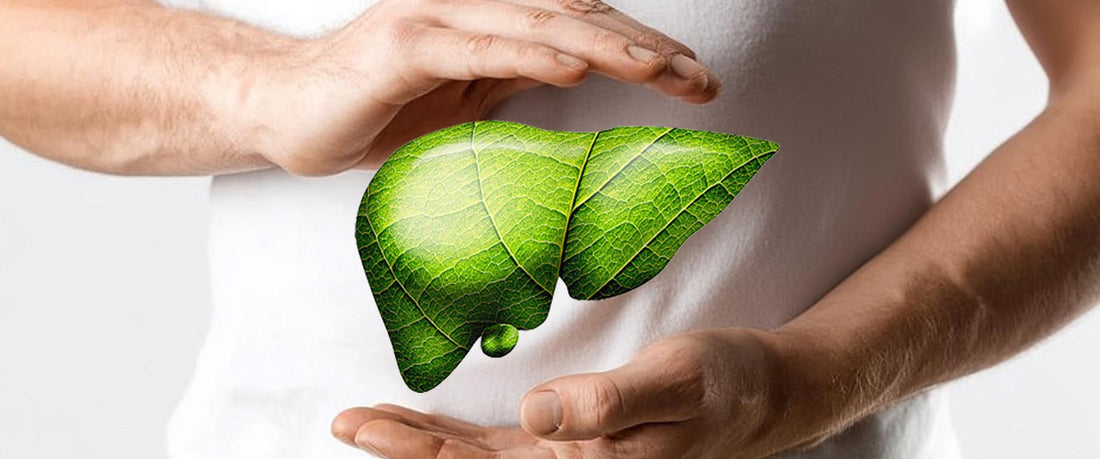 Silybin and Glutathione: How Dual Nutrients May Support Liver Health Under Circadian Stress