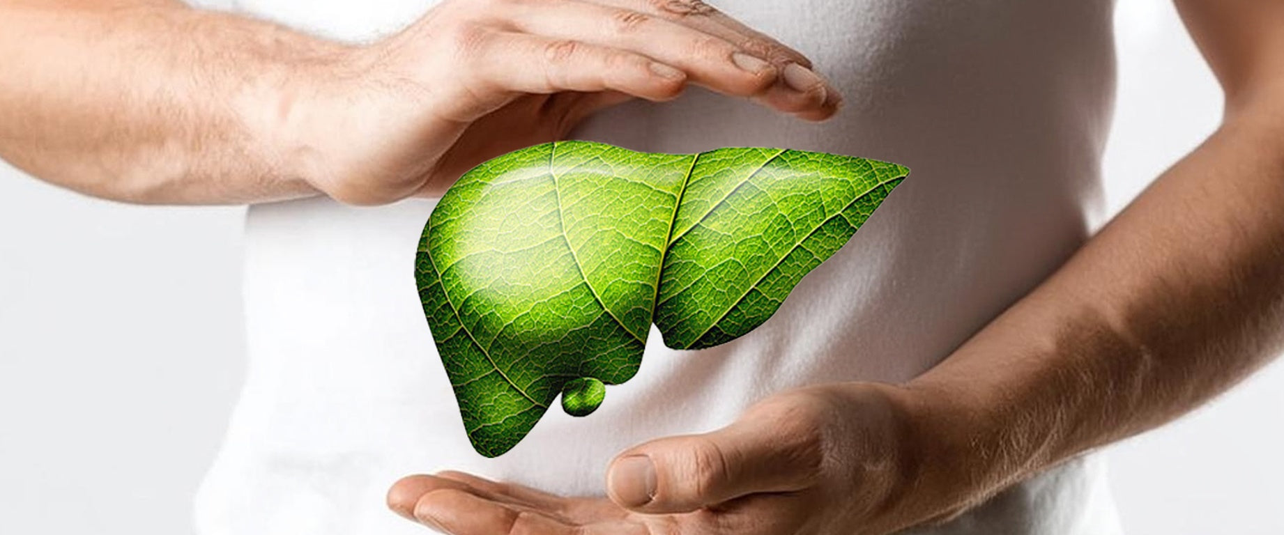 Silybin and Glutathione: How Dual Nutrients May Support Liver Health Under Circadian Stress