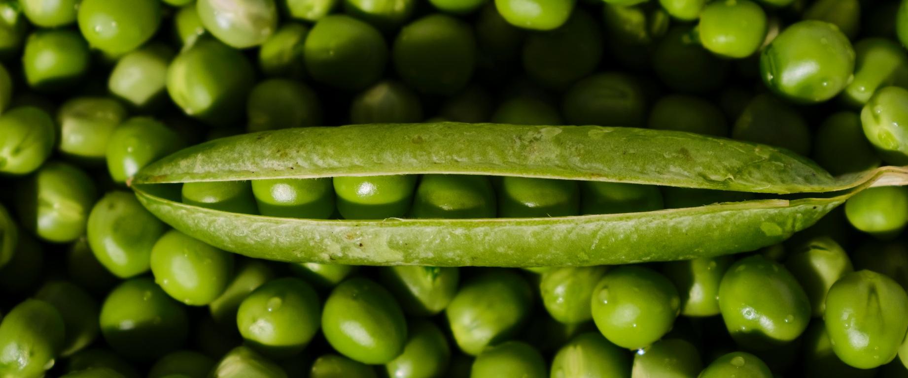 AnaGain™: Paris-Awarded Pea-Sprout Active (2014)