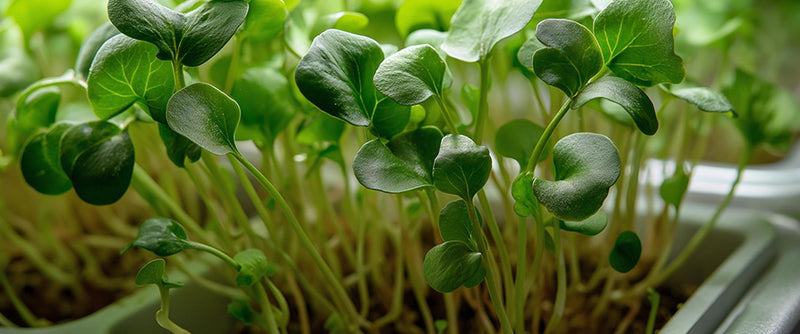 AnaGain™ Nu: The Pea Sprout Extract Behind Fuller, Healthier Hair