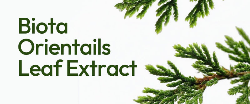 Biota Orientalis (Thuja orientalis) Leaf Extract: Exploring Its Role in Scalp and Hair Health