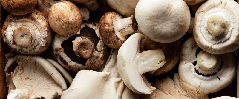 Ergothioneine for Cellular Health