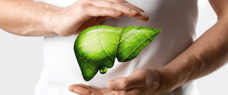 Silybin and Glutathione: How Dual Nutrients May Support Liver Health Under Circadian Stress