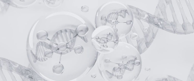 Spermidine: The Hidden Key to Healthy Aging