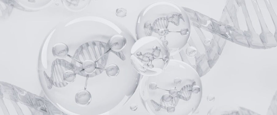 Spermidine: The Hidden Key to Healthy Aging